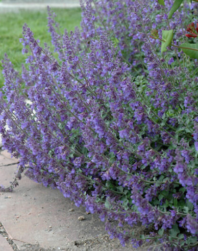 Menta pisicii ´Six Hills Giant´
