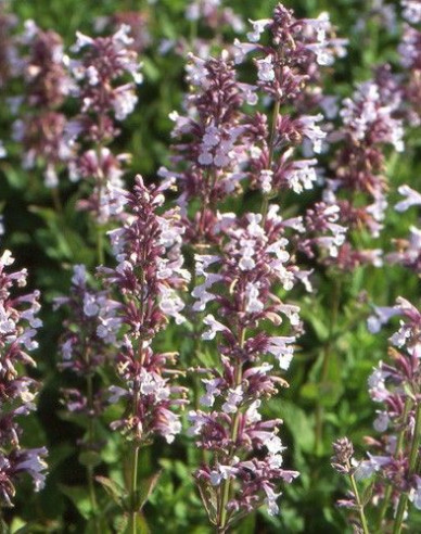 Menta pisicii ´Dawn to Dusk´