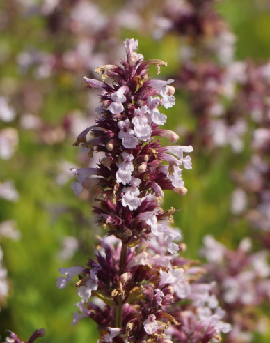 Menta pisicii ´Dawn to Dusk´