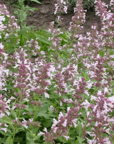Menta pisicii ´Dawn to Dusk´