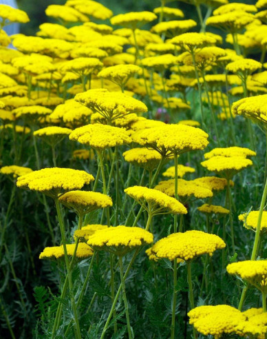 Coada șoricelului galbenă ´Skysail Yellow´