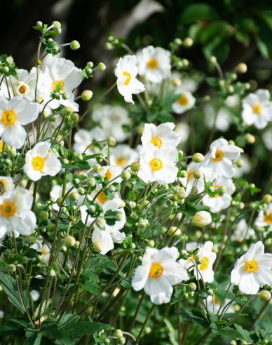Anemonă japoneză hibridă ´Honorine Jobert´