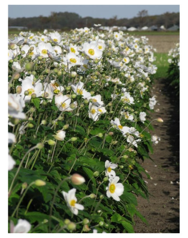 Anemonă japoneză hibridă ´Honorine Jobert´