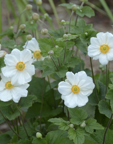 Anemonă japoneză hibridă ´Honorine Jobert´