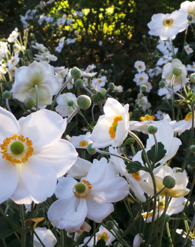 Anemonă japoneză hibridă ´Honorine Jobert´