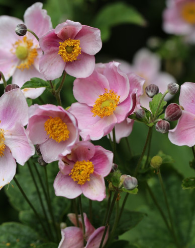 Anemonă  japoneză ´September Charm´