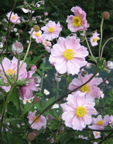 Anemonă  japoneză ´September Charm´