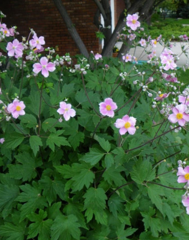 Anemonă  japoneză ´September Charm´