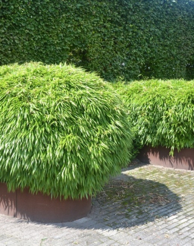 Bamboo ´Fargesia Rufa´