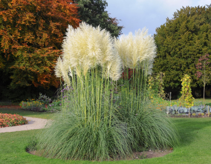 Cortaderia selloana (iarbă de pampas)  ´Sunnigdale Silver´