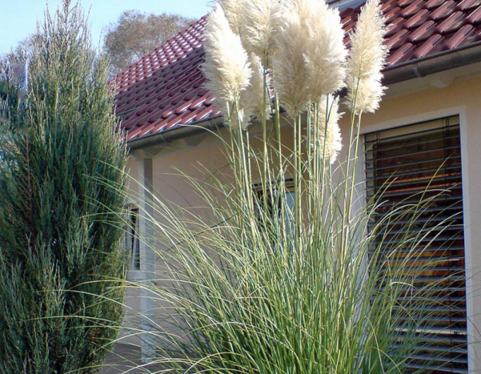 Cortaderia selloana (iarbă de pampas)  ´Sunnigdale Silver´