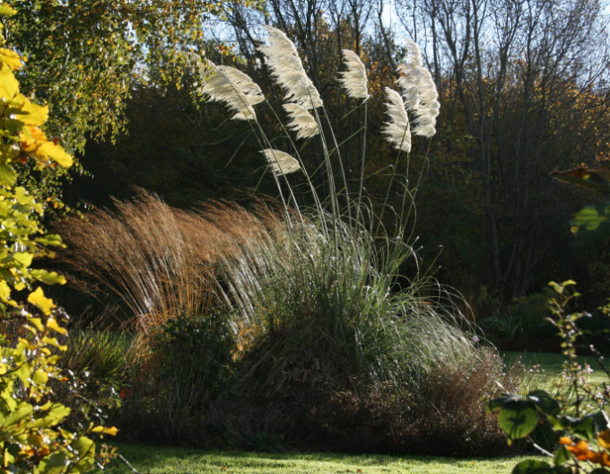 Cortaderia selloana (iarbă de pampas)  ´Sunnigdale Silver´