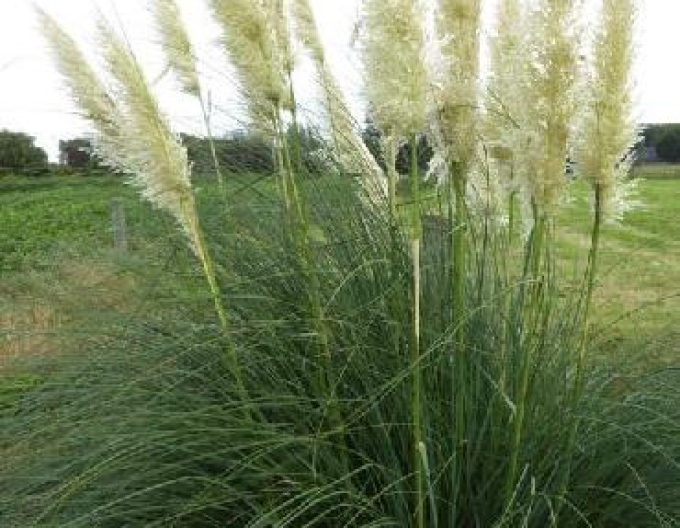 Cortaderia selloana (iarbă de pampas)  ´Sunnigdale Silver´