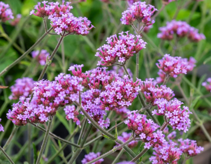 Verbena  Lollipop