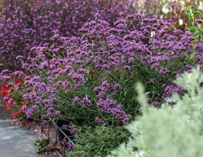 Verbena  Lollipop