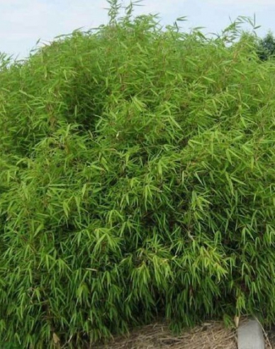 Bamboo ´Fargesia Rufa´