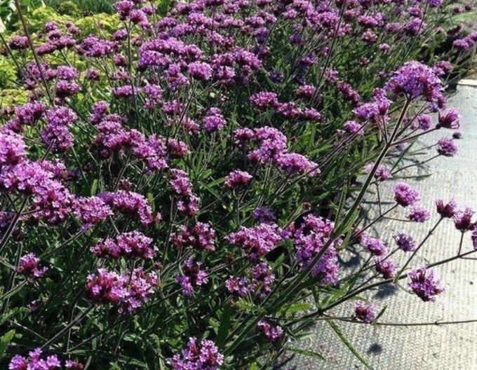 Verbena  Lollipop
