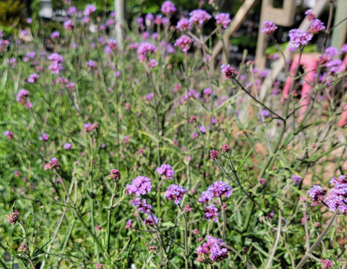 Verbena  Lollipop