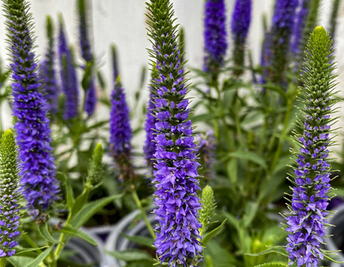 Veronica spicata ´Ulster Dwarf Blue´