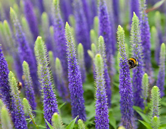 Veronica spicata ´Ulster Dwarf Blue´