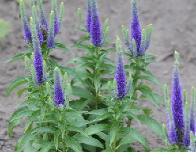 Veronica spicata ´Ulster Dwarf Blue´
