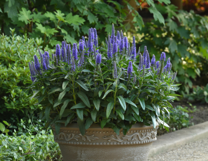 Veronica spicata ´Ulster Dwarf Blue´