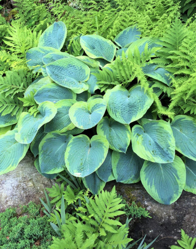 Crin de toamnă - Hosta Francess Williams