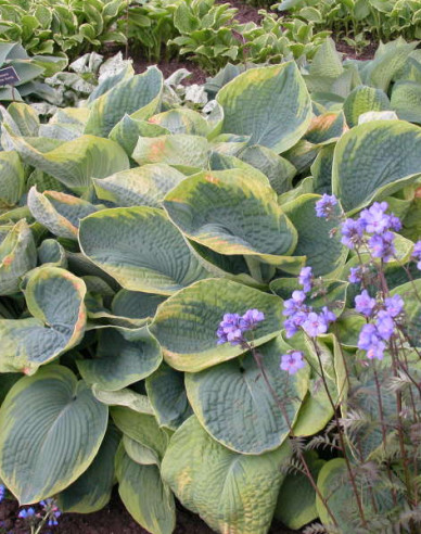 Crin de toamnă - Hosta Francess Williams