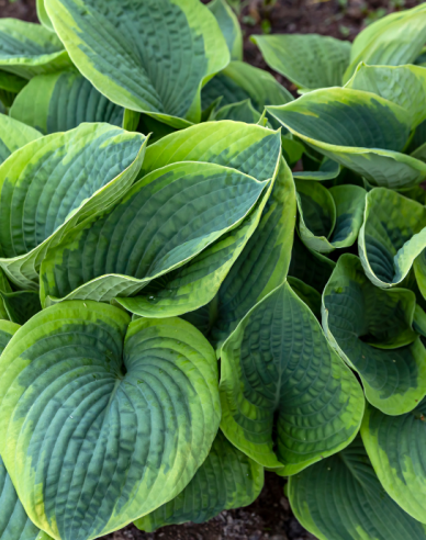 Crin de toamnă - Hosta Francess Williams