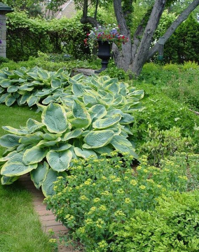 Crin de toamnă - Hosta Francess Williams