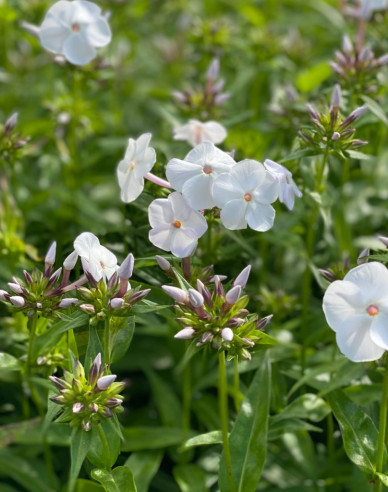 Phlox ´David´