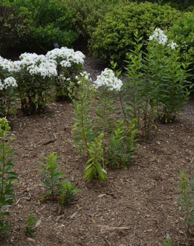 Phlox ´David´