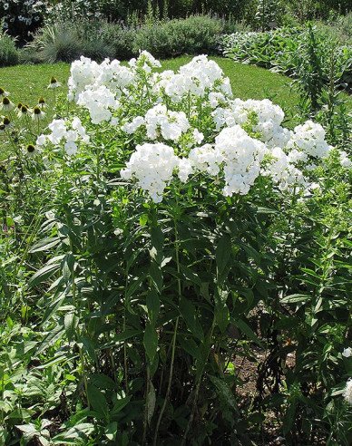Phlox ´David´