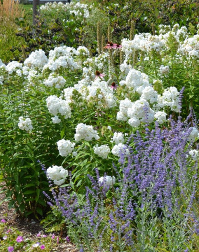 Phlox ´David´