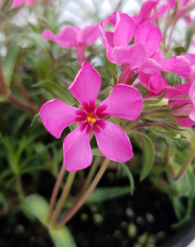 Phlox  ´Flame´