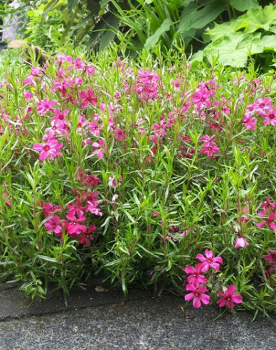 Phlox  ´Flame´