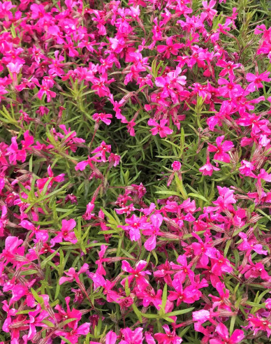 Phlox  ´Flame´