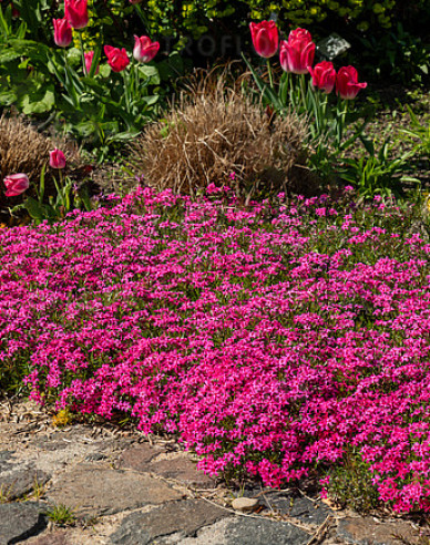 Phlox  ´Flame´