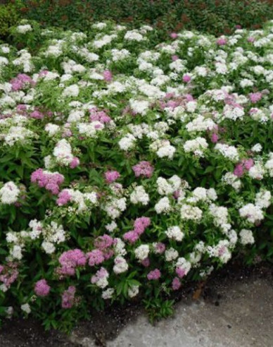 Spiraea  japoneză  Genpei