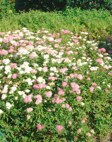 Spiraea  japoneză  Genpei