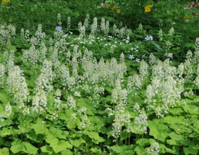 Floarea-spumă Tiarelă