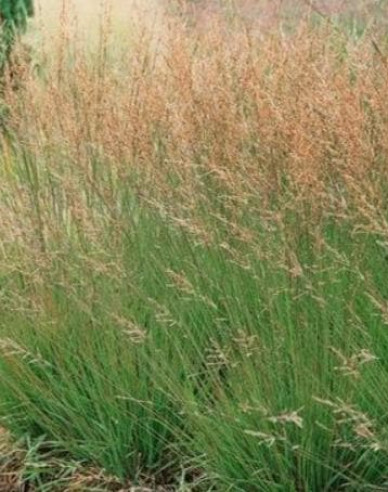 Molinia  Morhexe