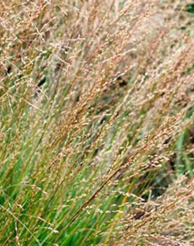 Molinia  Morhexe