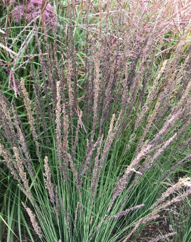 Molinia  Morhexe