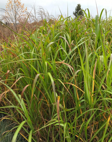 Miscanthus sinensis var.floridules