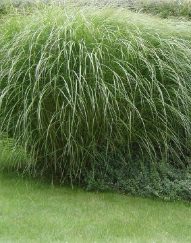 Miscanthus sinensis var.floridules