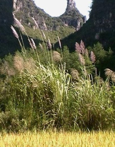 Miscanthus sinensis var.floridules