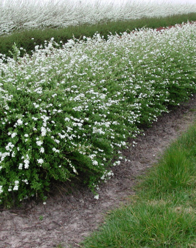 Spiraea cinerea ´Grefsheim´