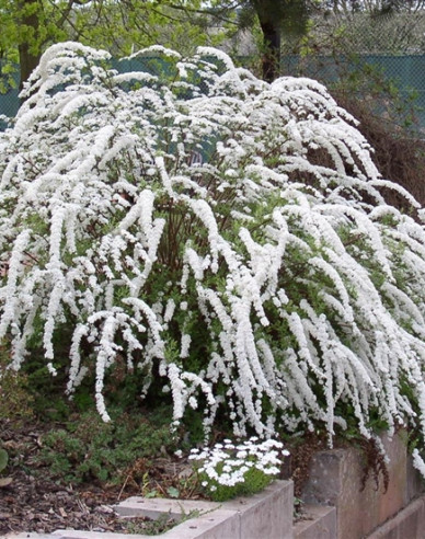 Spiraea cinerea ´Grefsheim´
