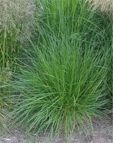 Deschampsia ´Goldtau´ 9x9